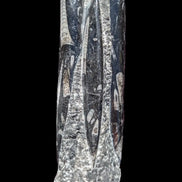 Orthoceras fossil tower 1279g Rocks and Things