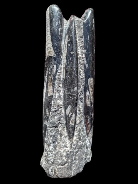 Orthoceras fossil tower 1279g Rocks and Things
