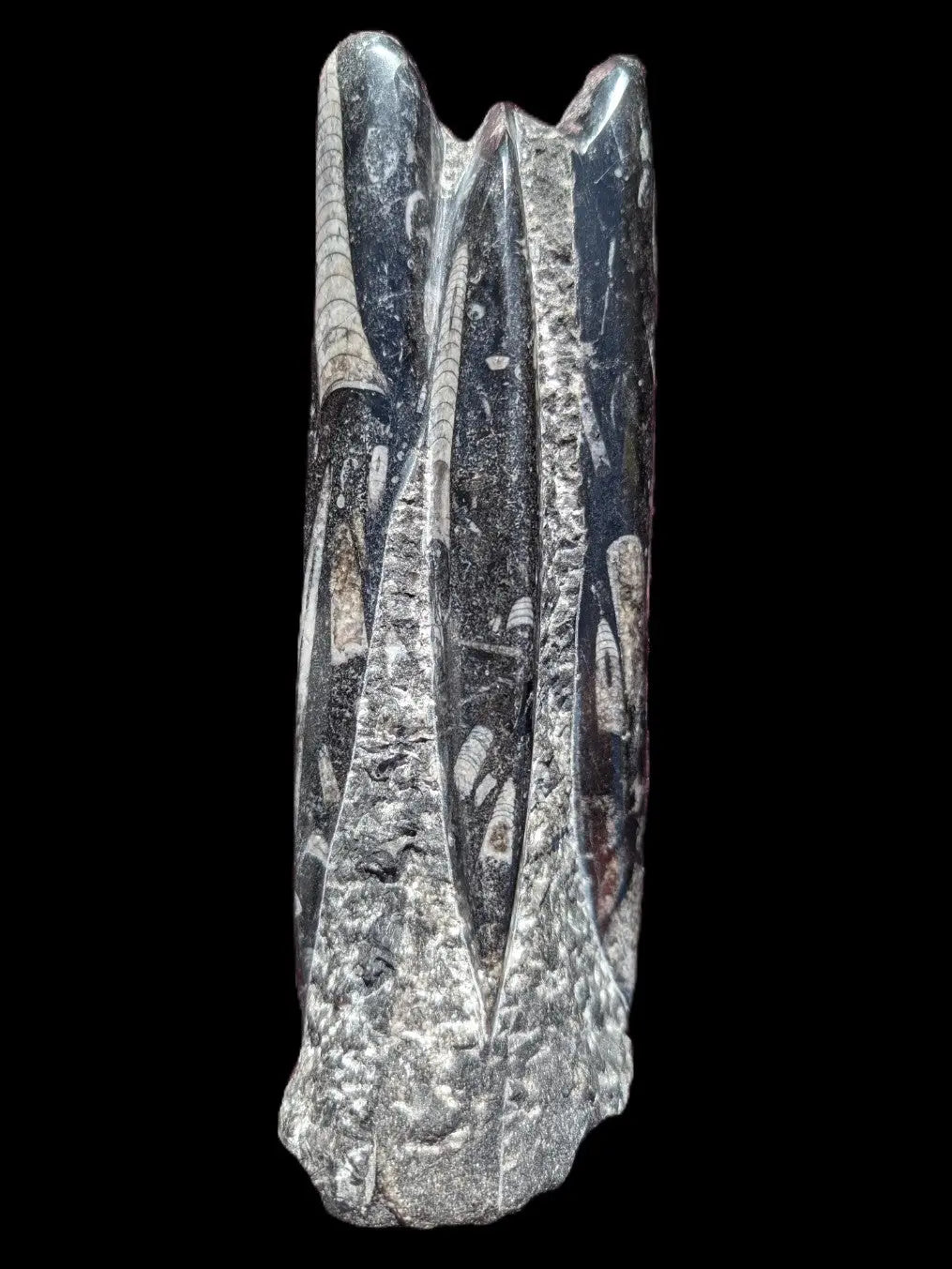 Orthoceras fossil tower 1279g Rocks and Things