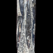 Orthoceras fossil tower 1279g Rocks and Things