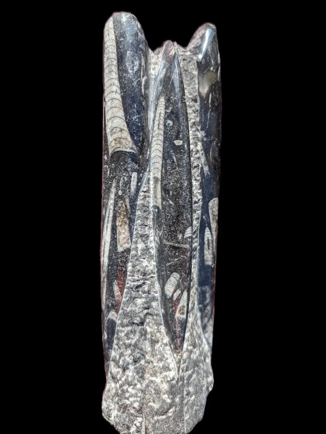 Orthoceras fossil tower 1279g Rocks and Things