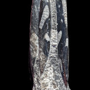 Orthoceras fossil tower 1279g Rocks and Things