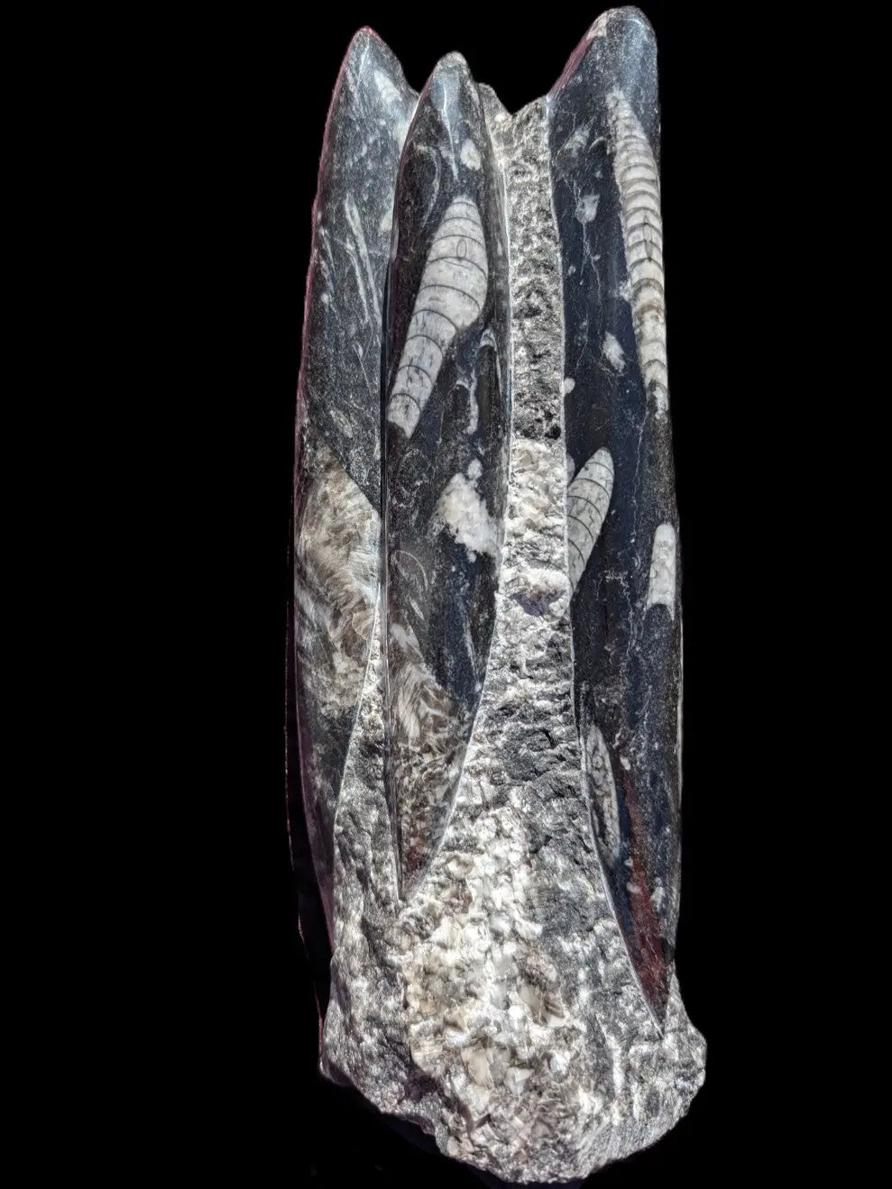 Orthoceras fossil tower 1279g Rocks and Things