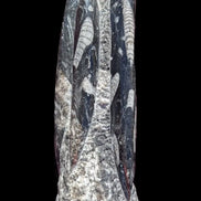 Orthoceras fossil tower 1279g Rocks and Things