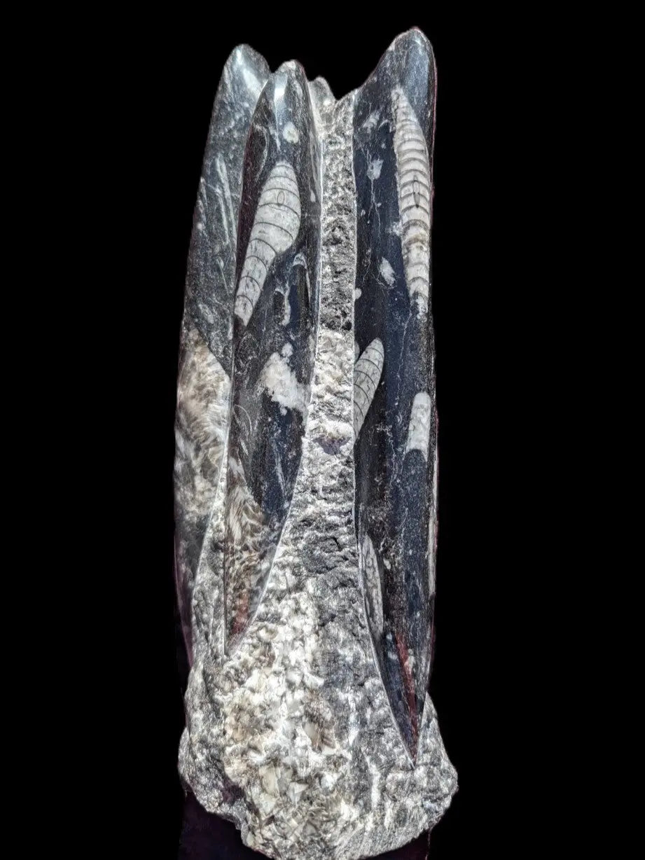 Orthoceras fossil tower 1279g Rocks and Things