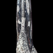 Orthoceras fossil tower 1279g Rocks and Things