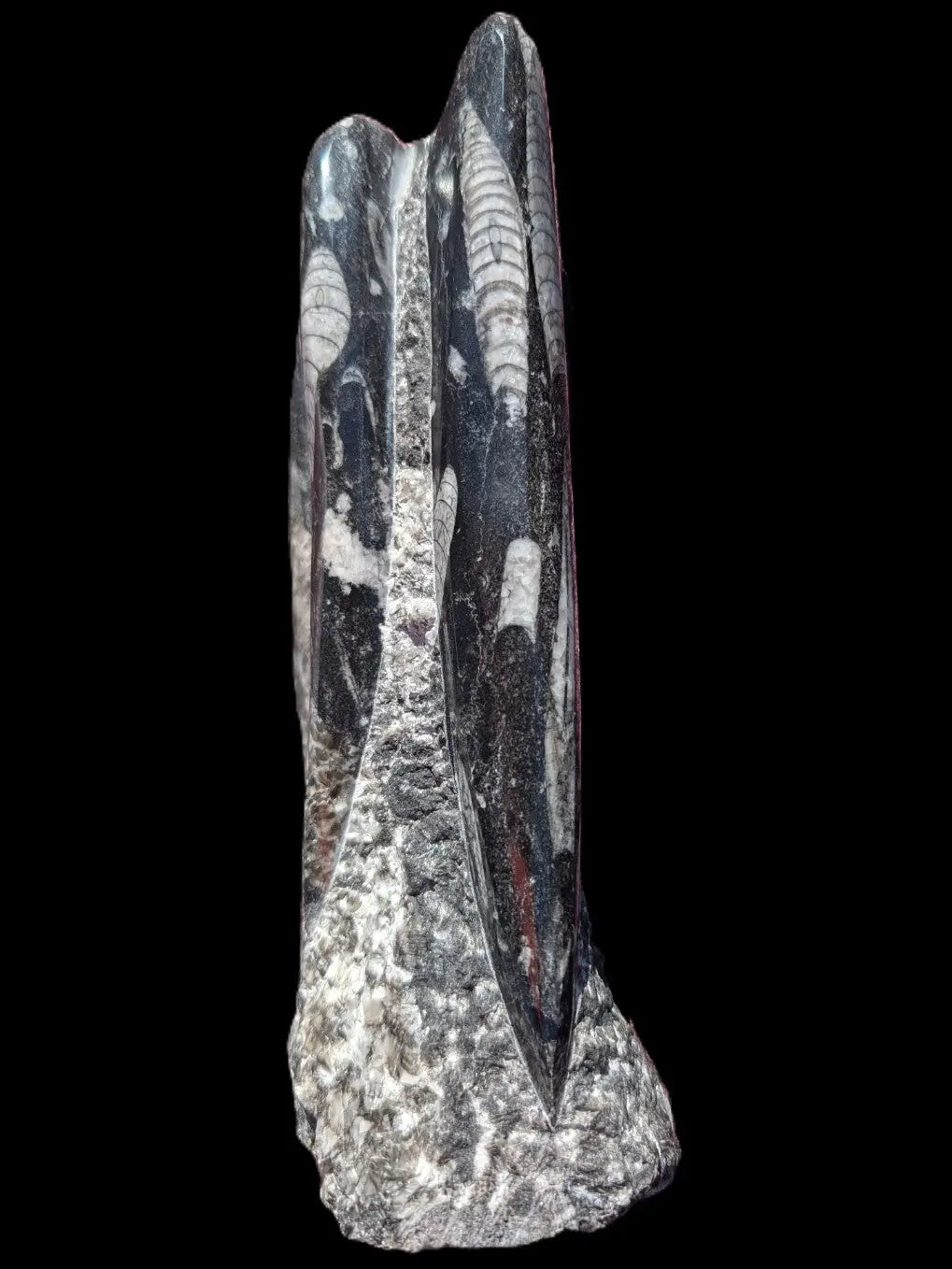 Orthoceras fossil tower 1279g Rocks and Things