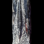 Orthoceras fossil tower 1279g Rocks and Things