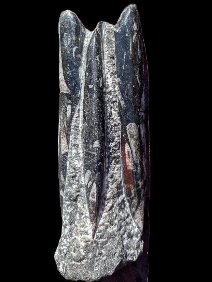 Orthoceras fossil tower 1279g Rocks and Things