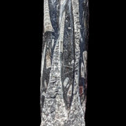 Orthoceras fossil tower 1279g Rocks and Things