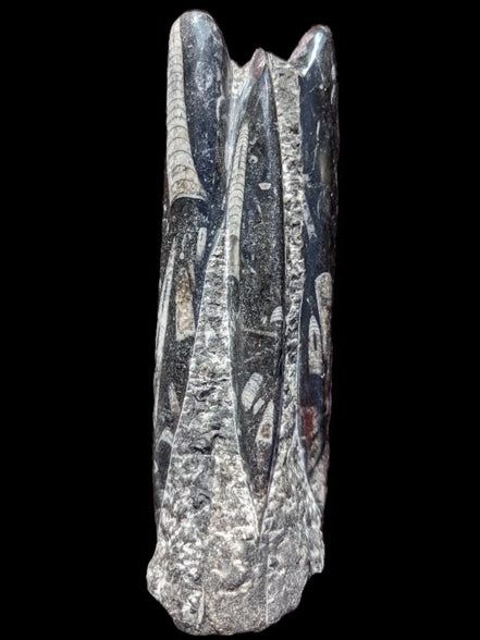 Orthoceras fossil tower 1279g Rocks and Things