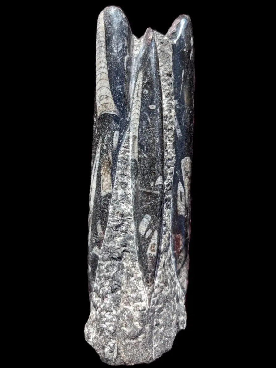 Orthoceras fossil tower 1279g Rocks and Things