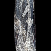 Orthoceras fossil tower 1279g Rocks and Things