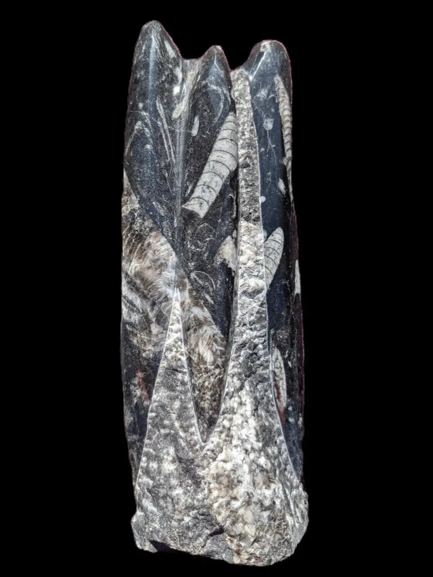 Orthoceras fossil tower 1279g Rocks and Things