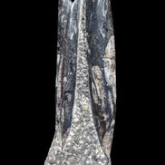 Orthoceras fossil tower 1279g Rocks and Things