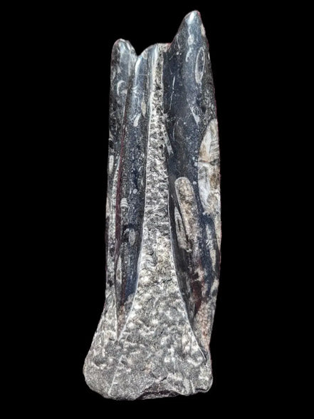 Orthoceras fossil tower 1279g Rocks and Things