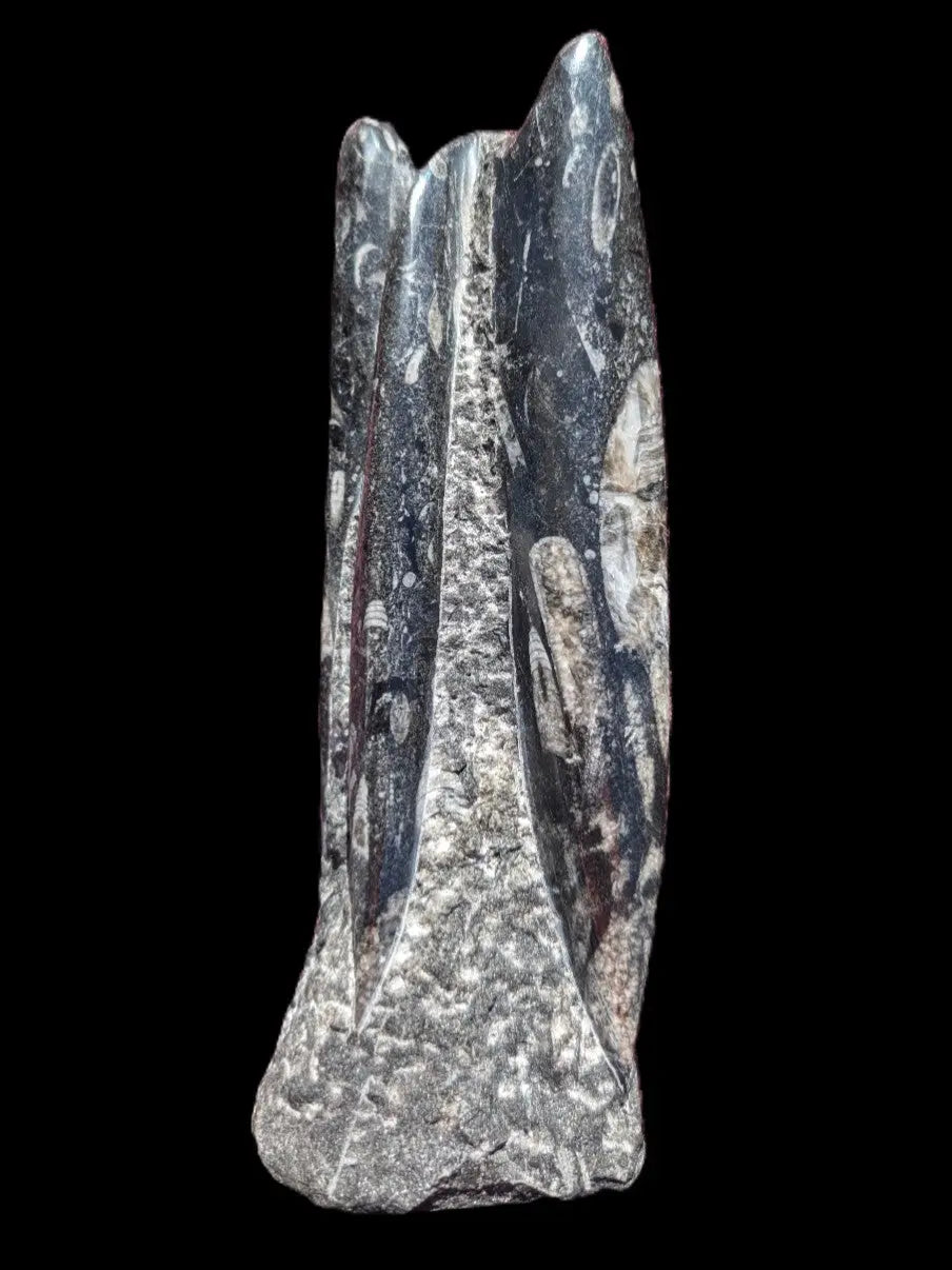 Orthoceras fossil tower 1279g Rocks and Things