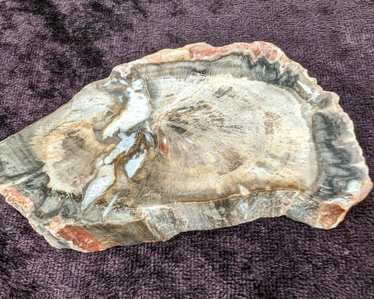 Petrified Wood from Madagascar 112g Rocks and Things