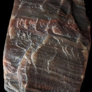 Petrified Wood from Xinjiang China 207g in sunshine - Rocks and Things Store