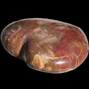 Petrified Wood heart from Madagascar 276g Rocks and Things Store