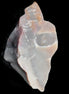 Petrified wood natural chunks 43-50mm 30-35g Rocks and Things