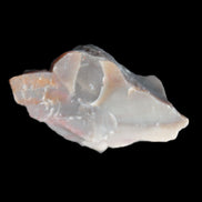 Petrified wood natural chunks 43-50mm 30-35g Rocks and Things