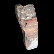 Petrified wood natural chunks 43-50mm 30-35g Rocks and Things