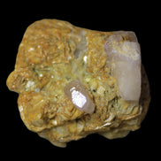 Pink Morganite crystals in Mica matrix from Afghanistan 300.5ct 60.1g in LED light - Rocks and Things Store