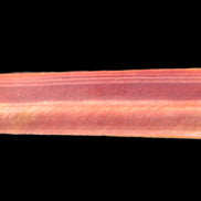 Red Tigers Eye wand 57mm 45.6g Rocks and Things Store