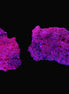 Ruby Natural Corundum crystals 12-14g in UV light