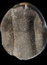 Septarian Dragon Stone egg 330g Rocks and Things