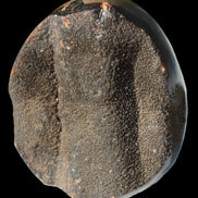 Septarian Dragon Stone egg 330g Rocks and Things