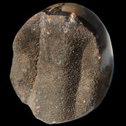 Septarian Dragon Stone egg 330g Rocks and Things