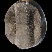 Septarian Dragon Stone egg 330g Rocks and Things