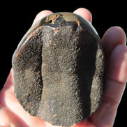 Septarian Dragon Stone egg 330g Rocks and Things