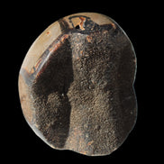 Septarian Dragon Stone egg 330g Rocks and Things