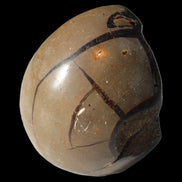 Septarian Dragon Stone egg 330g Rocks and Things