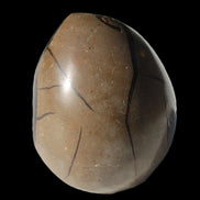 Septarian Dragon Stone egg 330g Rocks and Things