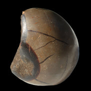 Septarian Dragon Stone egg 330g Rocks and Things