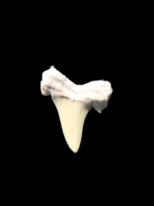 Shark Tooth fossil  18*20mm 0.9g Rocks and Things Store