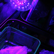 UV Light Bulb 12W E27 Base, UVA Level 385-400nm with switched E27 Cable Cord Holder Socket AC AU Power Plug, 1.8M Rocks and Things Store