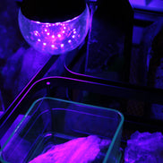 UV Light Bulb 12W E27 Base, UVA Level 385-400nm with switched E27 Cable Cord Holder Socket AC AU Power Plug, 1.8M Rocks and Things Store