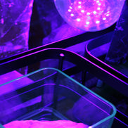 UV Light Bulb 12W E27 Base, UVA Level 385-400nm with switched E27 Cable Cord Holder Socket AC AU Power Plug, 1.8M Rocks and Things Store