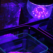 UV Light Bulb 12W E27 Base, UVA Level 385-400nm with switched E27 Cable Cord Holder Socket AC AU Power Plug, 1.8M Rocks and Things Store