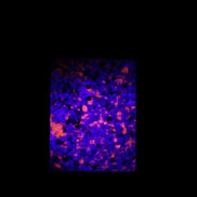 Yooperlite Lake Superior Sodalite 121g in UV light - Rocks and Things Store