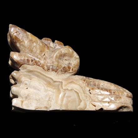 Chocolate Calcite Dragon's head hand-carved 118*41*85mm 494g in sunlight - Rocks and Things Store